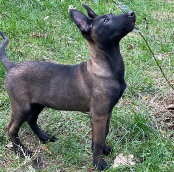 Berry | Female |12 weeks old