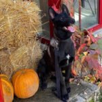 Bella | Female | 4 months old