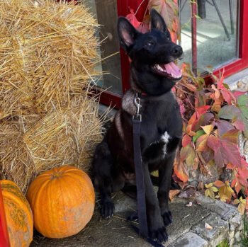 Bella | Female | 4 months old