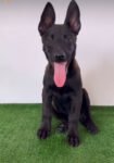 Luna | Female | 10 weeks Old