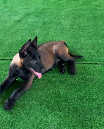Gabby | Female| 12 weeks Old