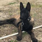 Judy| Female | 12 weeks Old