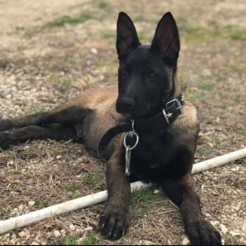 Judy| Female | 12 weeks Old