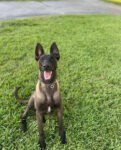 Duke | Male | 6 months Old