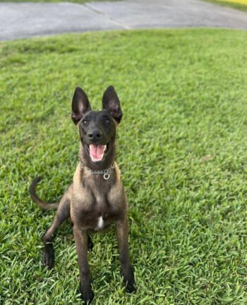 Duke | Male | 6 months Old