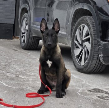 Max| Male| 4 months old