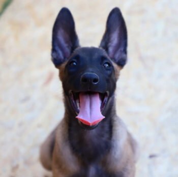 Kira| Female | 2 months old